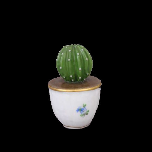 Cactus in pot - Natural