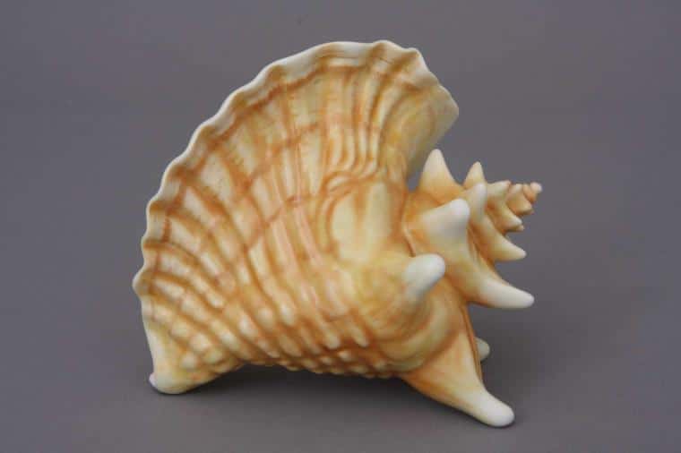 15574-0-00 MCD15574-0-00 MCD Matt Natural Shell Figurine